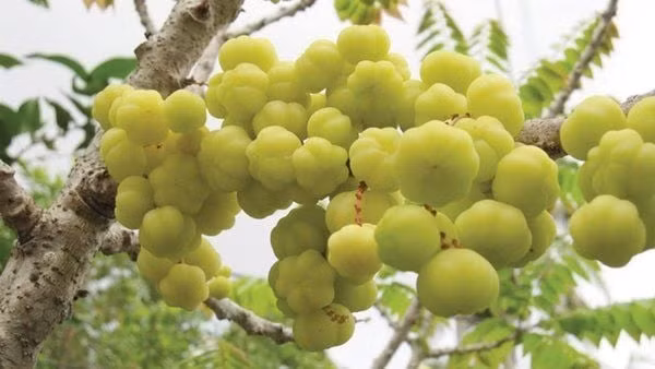 Mut chum ruot 'chay hang' khach tranh nhau mua dip Tet-Hinh-4