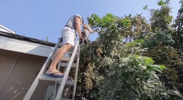 Danh hài Bảo Quốc sở hữu biệt thự 45 tỷ hoành tráng cỡ nào? - Hình 10 Danh hai Bao Quoc so huu biet thu 45 ty hoanh trang co nao?-Hinh-10