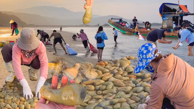 Giá lên tới nửa triệu đồng mỗi kg nhưng vẫn khó mua được 'thần dược quý ông' - Hình 2 Gia len toi nua trieu dong moi kg nhung van kho mua duoc 'than duoc quy ong'-Hinh-2