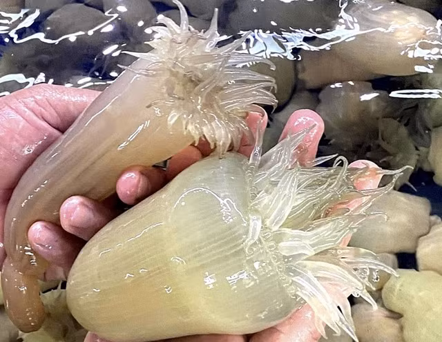 Giá lên tới nửa triệu đồng mỗi kg nhưng vẫn khó mua được 'thần dược quý ông' - Hình 4 Gia len toi nua trieu dong moi kg nhung van kho mua duoc 'than duoc quy ong'-Hinh-4