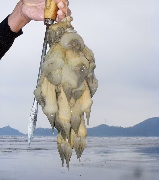 Giá lên tới nửa triệu đồng mỗi kg nhưng vẫn khó mua được 'thần dược quý ông' - Hình 10 Gia len toi nua trieu dong moi kg nhung van kho mua duoc 'than duoc quy ong'-Hinh-10