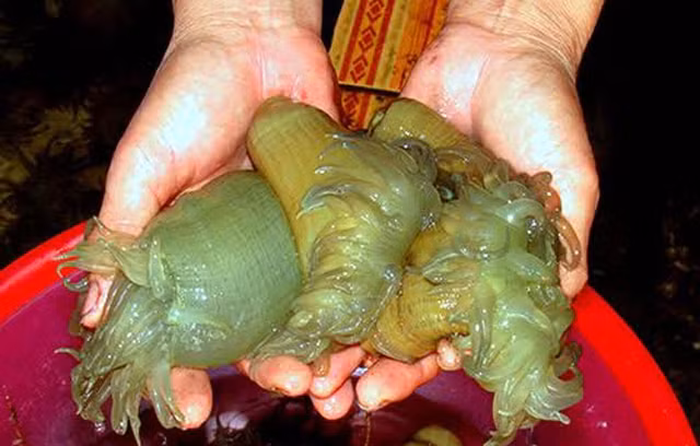 Giá lên tới nửa triệu đồng mỗi kg nhưng vẫn khó mua được 'thần dược quý ông' - Hình 5 Gia len toi nua trieu dong moi kg nhung van kho mua duoc 'than duoc quy ong'-Hinh-5