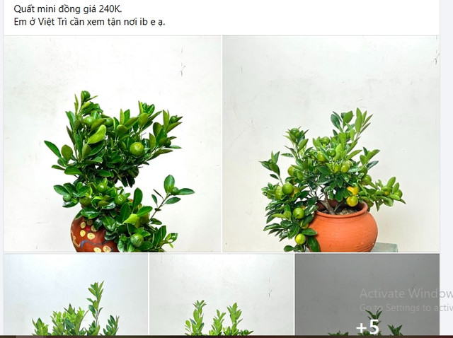 Quất mini được ưa chuộng dịp Tết 2025, giá nào cũng có? - Hình 10 Quat mini duoc ua chuong dip Tet 2025, gia nao cung co?-Hinh-10