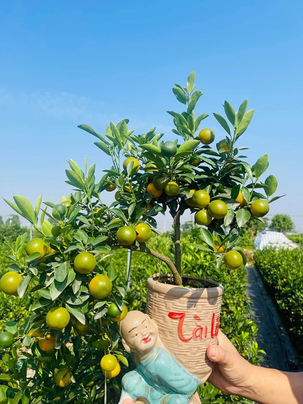 Quất mini được ưa chuộng dịp Tết 2025, giá nào cũng có? - Hình 4 Quat mini duoc ua chuong dip Tet 2025, gia nao cung co?-Hinh-4