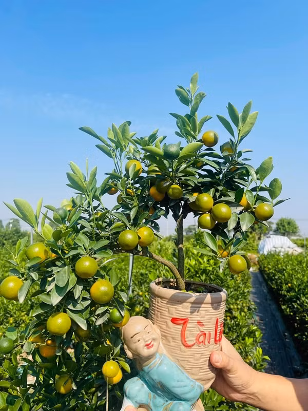 Quat mini duoc ua chuong dip Tet 2025, gia nao cung co?-Hinh-4