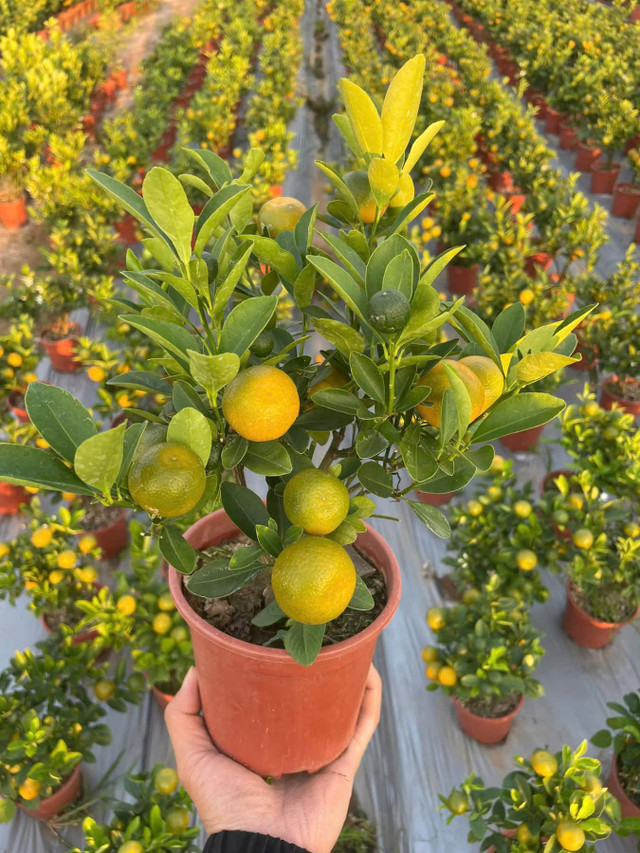 Quất mini được ưa chuộng dịp Tết 2025, giá nào cũng có? - Hình 7 Quat mini duoc ua chuong dip Tet 2025, gia nao cung co?-Hinh-7