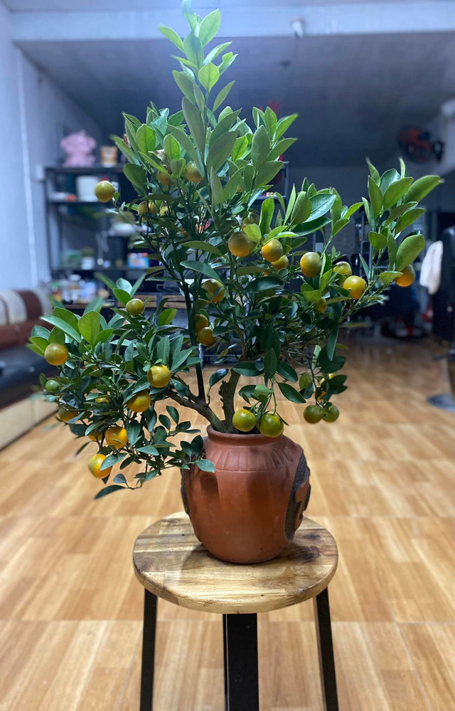 Quất mini được ưa chuộng dịp Tết 2025, giá nào cũng có? - Hình 6 Quat mini duoc ua chuong dip Tet 2025, gia nao cung co?-Hinh-6