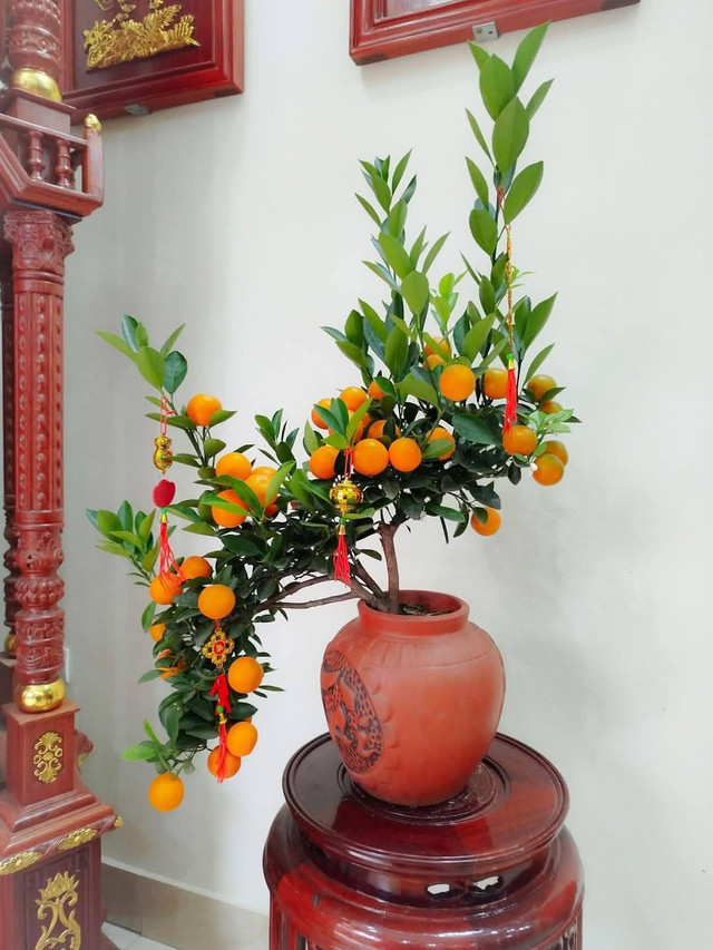 Quất mini được ưa chuộng dịp Tết 2025, giá nào cũng có? - Hình 5 Quat mini duoc ua chuong dip Tet 2025, gia nao cung co?-Hinh-5