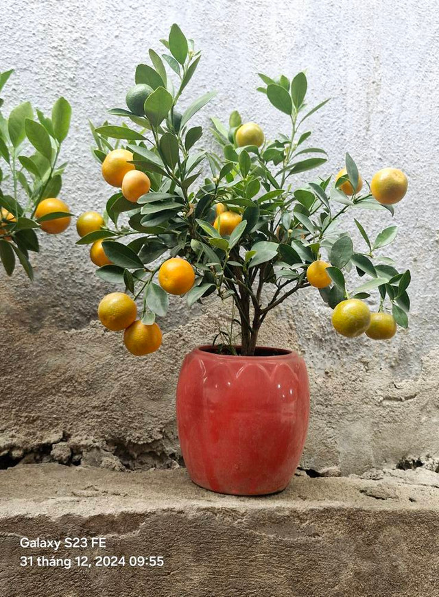 Quất mini được ưa chuộng dịp Tết 2025, giá nào cũng có? - Hình 3 Quat mini duoc ua chuong dip Tet 2025, gia nao cung co?-Hinh-3