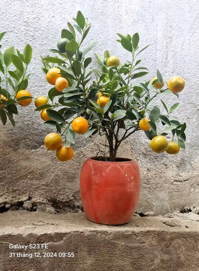 Quat mini duoc ua chuong dip Tet 2025, gia nao cung co?-Hinh-3