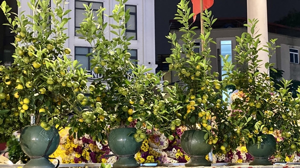 Quất mini được ưa chuộng dịp Tết 2025, giá nào cũng có? - Hình 9 Quat mini duoc ua chuong dip Tet 2025, gia nao cung co?-Hinh-9