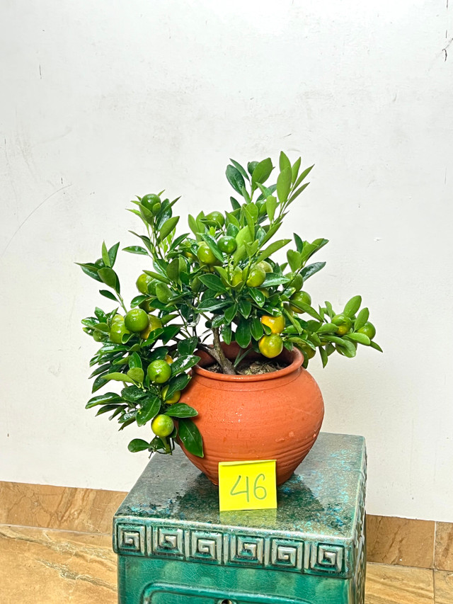 Quất mini được ưa chuộng dịp Tết 2025, giá nào cũng có? - Hình 2 Quat mini duoc ua chuong dip Tet 2025, gia nao cung co?-Hinh-2