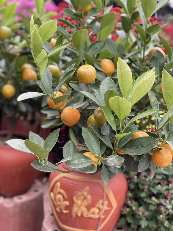 Quất mini được ưa chuộng dịp Tết 2025, giá nào cũng có? - Hình 8 Quat mini duoc ua chuong dip Tet 2025, gia nao cung co?-Hinh-8