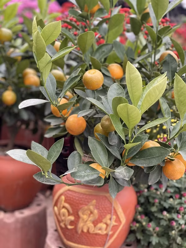 Quat mini duoc ua chuong dip Tet 2025, gia nao cung co?-Hinh-8