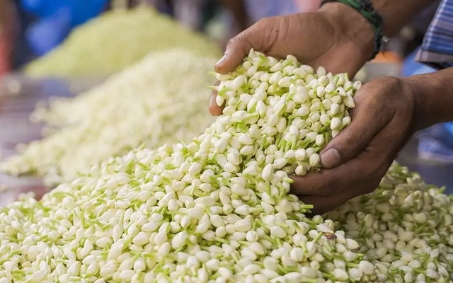 Hoa nhài thơm nức mũi có giá nửa triệu đồng/kg ở nước ngoài - Hình 3 Hoa nhai thom nuc mui co gia nua trieu dong/kg o nuoc ngoai-Hinh-3