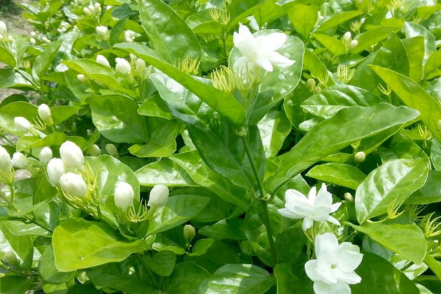 Hoa nhài thơm nức mũi có giá nửa triệu đồng/kg ở nước ngoài - Hình 4 Hoa nhai thom nuc mui co gia nua trieu dong/kg o nuoc ngoai-Hinh-4