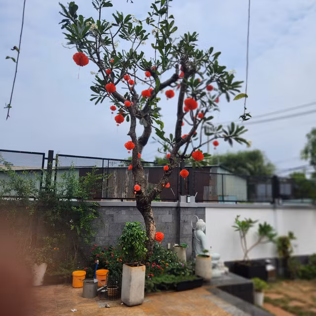 Tan muc biet thu 35 ty cua ca si Quach Thanh Danh-Hinh-7