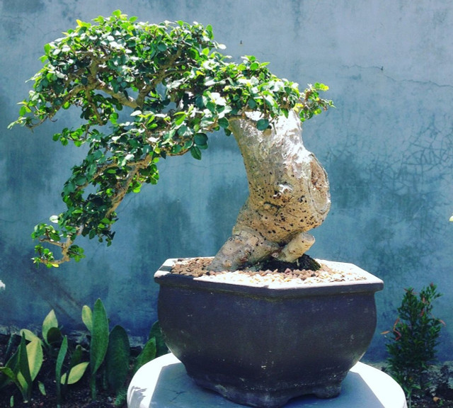 Cây duối dại xưa nay được thành bonsai giá hàng chục tỷ đồng Cay duoi dai xua nay duoc thanh bonsai gia hang chuc ty dong