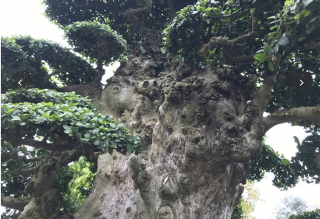 Cây duối dại xưa nay được thành bonsai giá hàng chục tỷ đồng - Hình 8 Cay duoi dai xua nay duoc thanh bonsai gia hang chuc ty dong-Hinh-8