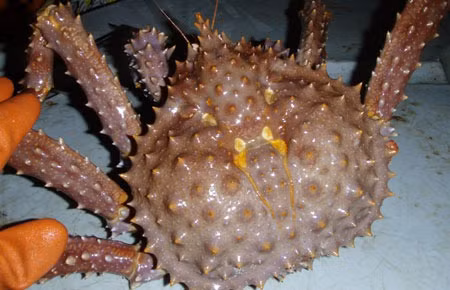 Su that ve cua hoang de 20 trieu dong/bua an-Hinh-12