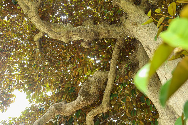 Ngo ngang loat cay vu sua bonsai doc dao-Hinh-5