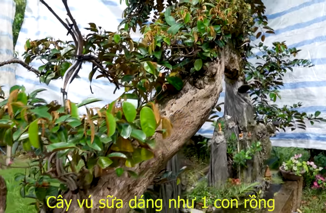 Ngo ngang loat cay vu sua bonsai doc dao-Hinh-3
