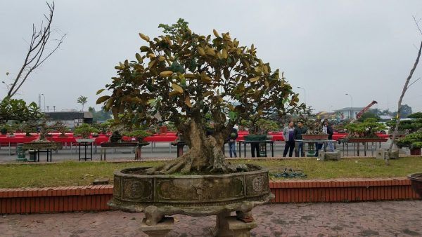 Ngo ngang loat cay vu sua bonsai doc dao-Hinh-8