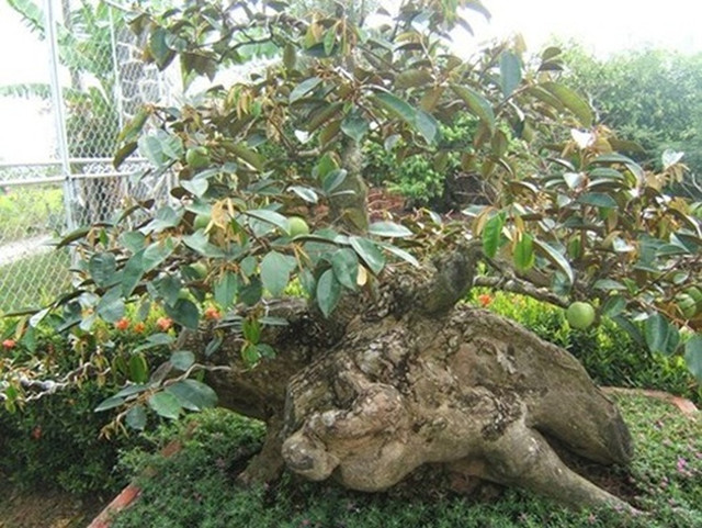 Ngo ngang loat cay vu sua bonsai doc dao-Hinh-10