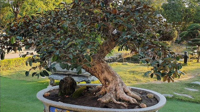 Ngo ngang loat cay vu sua bonsai doc dao-Hinh-9