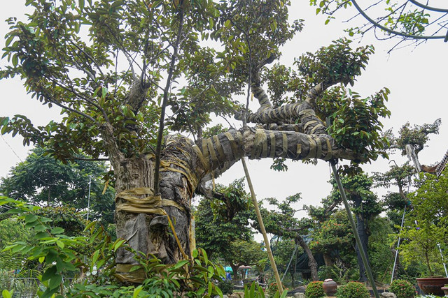 Ngo ngang loat cay vu sua bonsai doc dao-Hinh-6