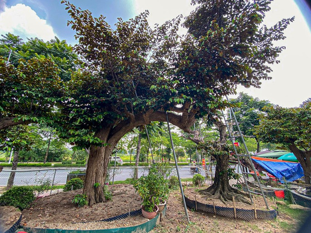 Ngo ngang loat cay vu sua bonsai doc dao-Hinh-4