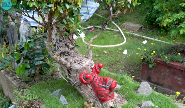 Ngo ngang loat cay vu sua bonsai doc dao-Hinh-2