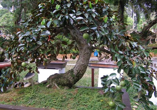 Ngo ngang loat cay vu sua bonsai doc dao-Hinh-7