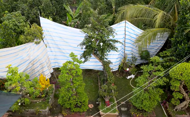 Ngo ngang loat cay vu sua bonsai doc dao