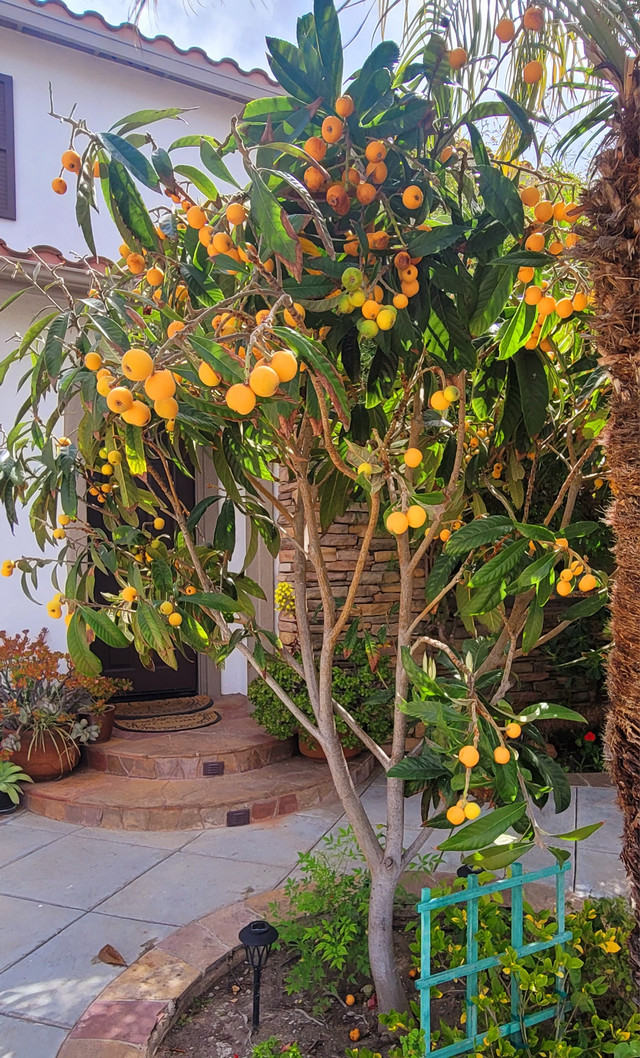 Cận cảnh biệt thự rộng mênh mông ở Mỹ của Thu Phương và Dũng Taylor - Hình 8 Can canh biet thu rong menh mong o My cua Thu Phuong va Dung Taylor-Hinh-8