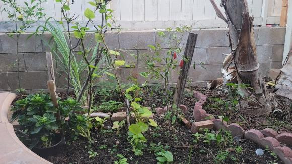 Cận cảnh biệt thự rộng mênh mông ở Mỹ của Thu Phương và Dũng Taylor - Hình 6 Can canh biet thu rong menh mong o My cua Thu Phuong va Dung Taylor-Hinh-6