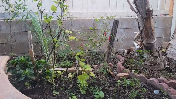 Can canh biet thu rong menh mong o My cua Thu Phuong va Dung Taylor-Hinh-6