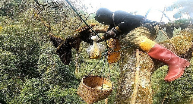 Cận cảnh người thợ mạo hiểm săn mật ong rừng - Hình 2 Can canh nguoi tho mao hiem san mat ong rung-Hinh-2
