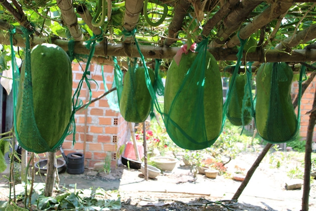 Cận cảnh làng bí đao khổng lồ ở Bình Định - Hình 8 Can canh lang bi dao khong lo o Binh Dinh-Hinh-8