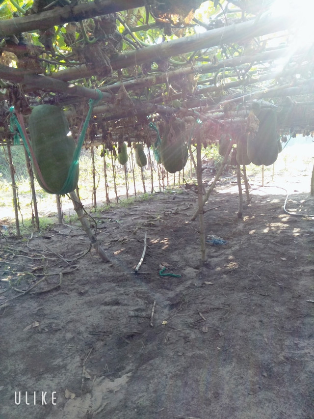 Cận cảnh làng bí đao khổng lồ ở Bình Định - Hình 5 Can canh lang bi dao khong lo o Binh Dinh-Hinh-5