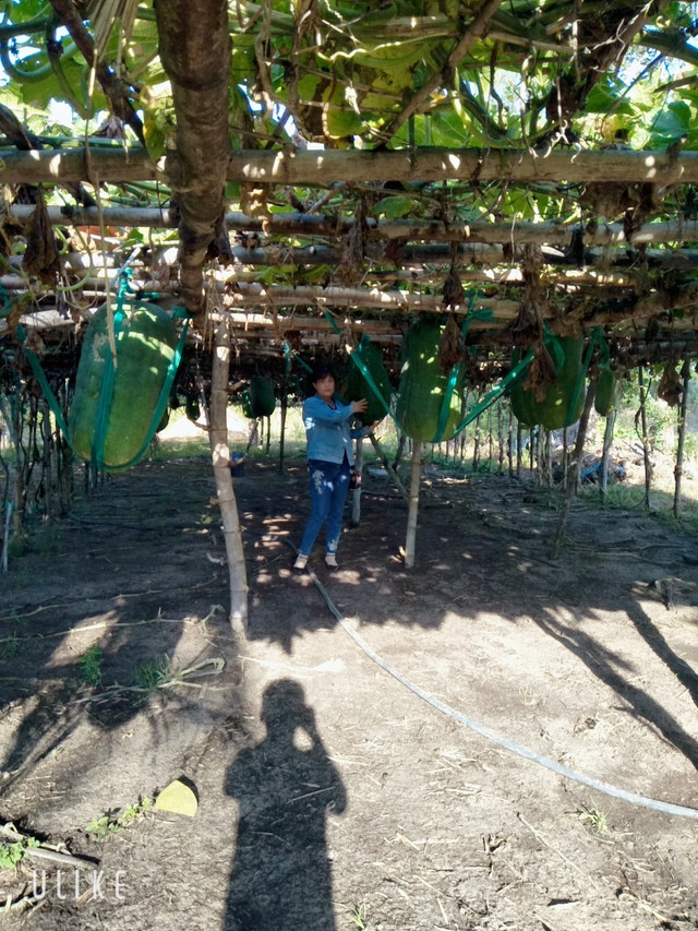 Cận cảnh làng bí đao khổng lồ ở Bình Định - Hình 6 Can canh lang bi dao khong lo o Binh Dinh-Hinh-6