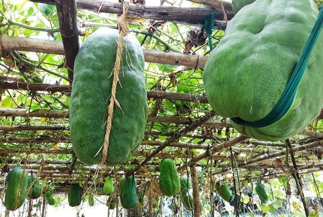 Cận cảnh làng bí đao khổng lồ ở Bình Định - Hình 11 Can canh lang bi dao khong lo o Binh Dinh-Hinh-11
