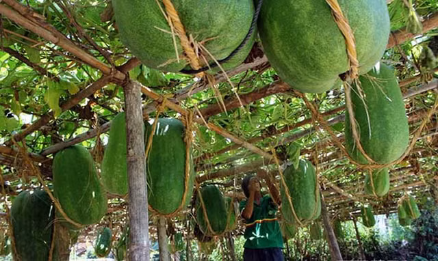 Can canh lang bi dao khong lo o Binh Dinh-Hinh-4