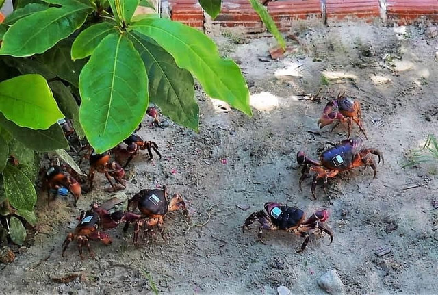 Loài cua lạ thơm mùi thuốc bắc, 2 triệu đồng/kg vẫn “cháy hàng“ - Hình 3 Loai cua la thom mui thuoc bac, 2 trieu dong/kg van “chay hang“-Hinh-3