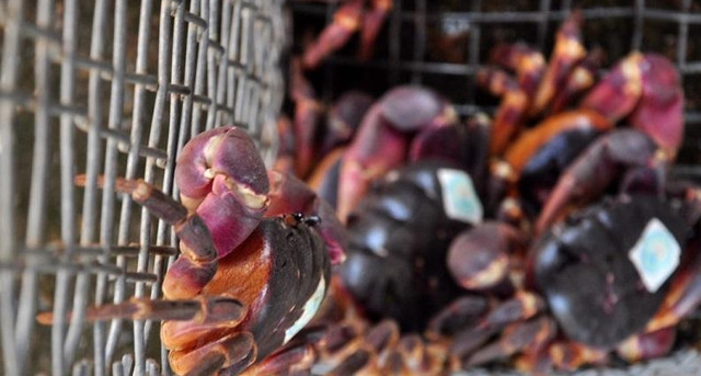 Loài cua lạ thơm mùi thuốc bắc, 2 triệu đồng/kg vẫn “cháy hàng“ - Hình 10 Loai cua la thom mui thuoc bac, 2 trieu dong/kg van “chay hang“-Hinh-10