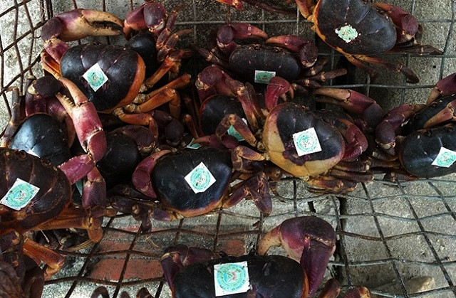 Loài cua lạ thơm mùi thuốc bắc, 2 triệu đồng/kg vẫn “cháy hàng“ - Hình 7 Loai cua la thom mui thuoc bac, 2 trieu dong/kg van “chay hang“-Hinh-7