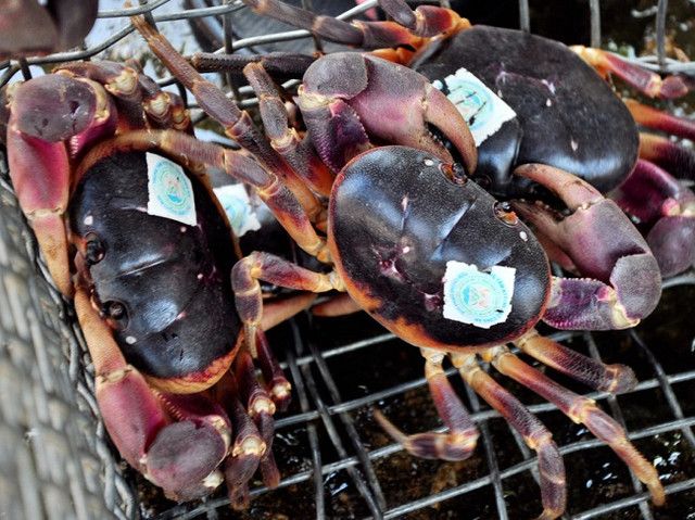 Loài cua lạ thơm mùi thuốc bắc, 2 triệu đồng/kg vẫn “cháy hàng“ - Hình 2 Loai cua la thom mui thuoc bac, 2 trieu dong/kg van “chay hang“-Hinh-2