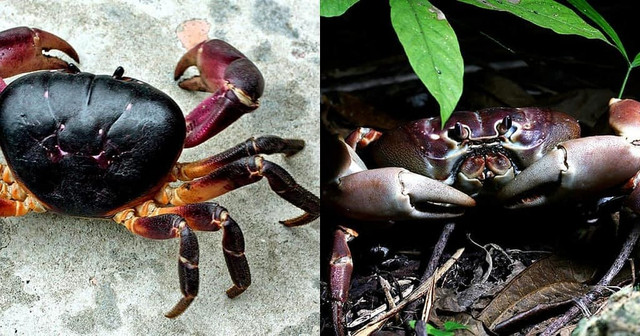 Loài cua lạ thơm mùi thuốc bắc, 2 triệu đồng/kg vẫn “cháy hàng“ - Hình 4 Loai cua la thom mui thuoc bac, 2 trieu dong/kg van “chay hang“-Hinh-4