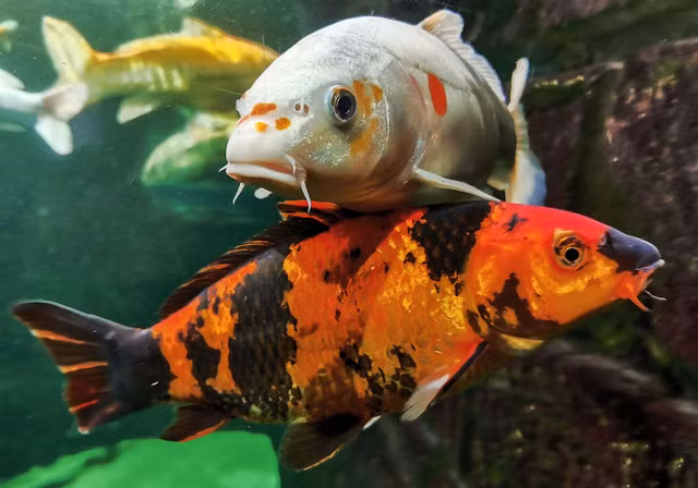 Su that it nguoi biet ve loai ca KOI gia hang trieu do-Hinh-9