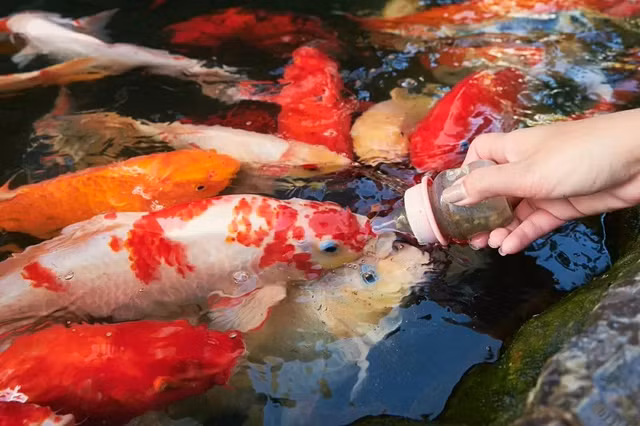 Su that it nguoi biet ve loai ca KOI gia hang trieu do-Hinh-5